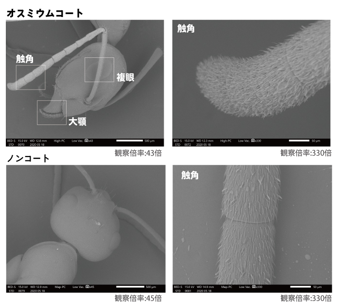 アリのオスミウムコートの電子顕微鏡観察比較