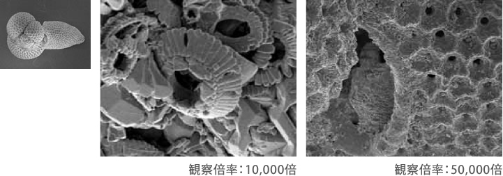 化石のオスミウムコートの電子顕微鏡観察
