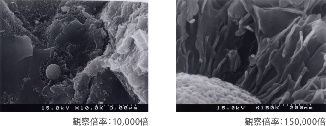 石炭灰のオスミウムコートの電子顕微鏡観察