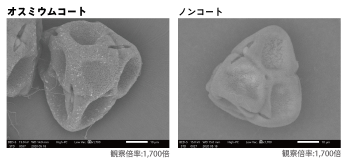 つつじの花粉のオスミウムコートの電子顕微鏡観察