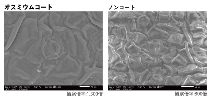つつじの葉の気孔のオスミウムコートの電子顕微鏡観察