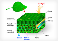 植物藻類光合成・蒸散・クロロフィル蛍光
