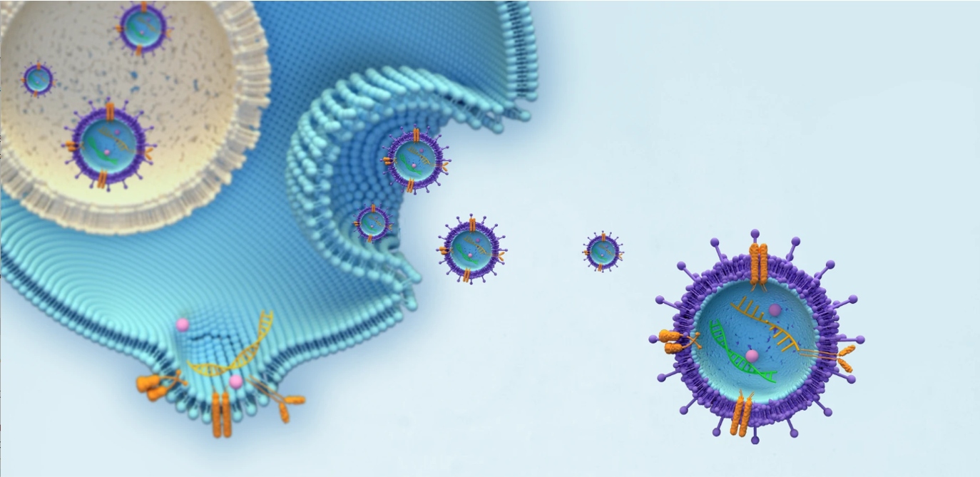 細胞外小胞(Extracellular Vesicles)のイメージ