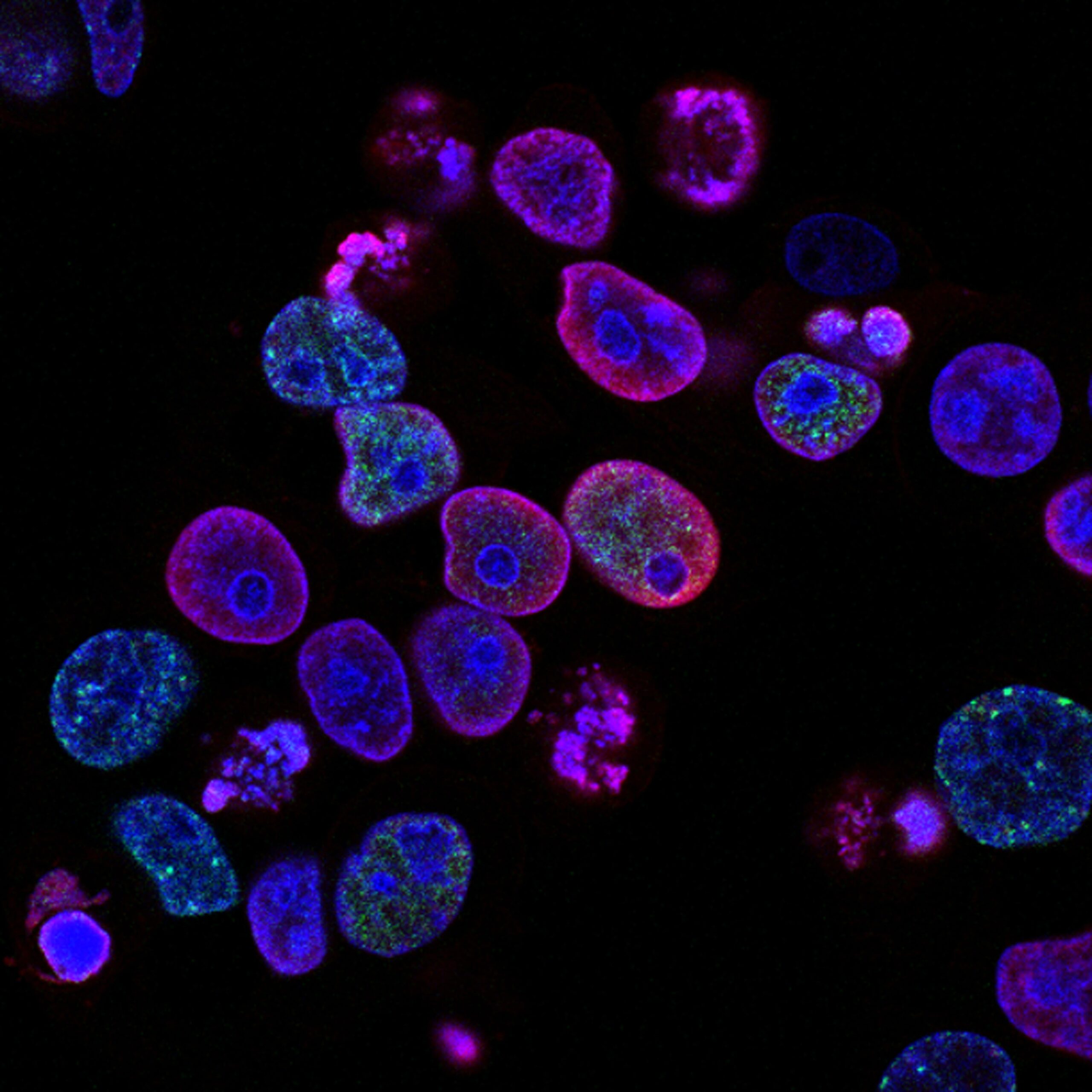 幹細胞イメージ図