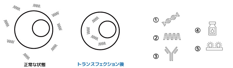 トランスフェクションとは