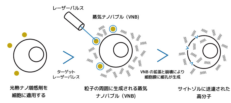 ナノ粒子増感剤によるトランスフェクション