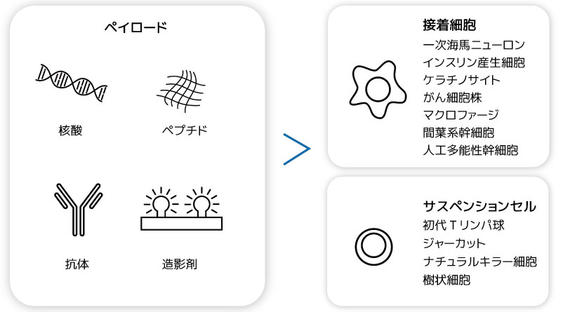 LumiPore プラットフォームは、核酸、タンパク質、造影剤など、さまざまなペイロードを効率的に細胞質に送達します。