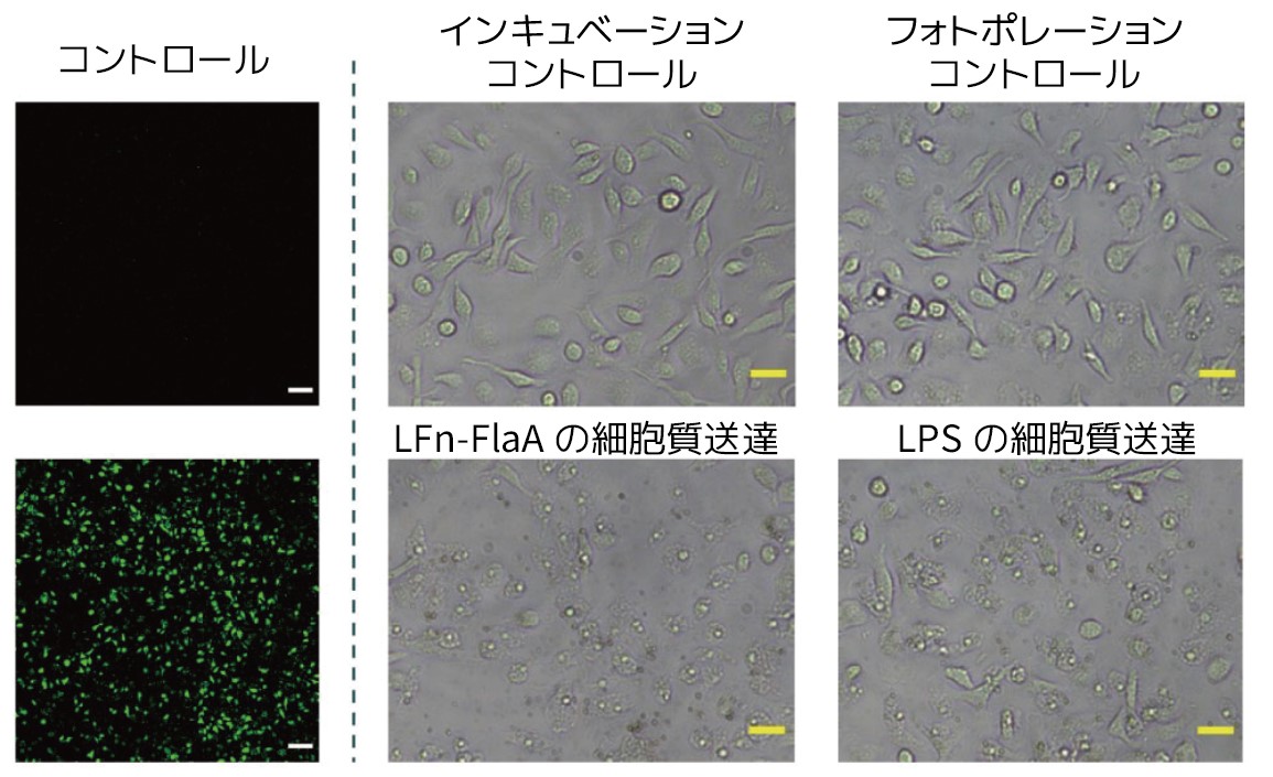 リポ多糖およびフラジェリンのサイトゾル送達