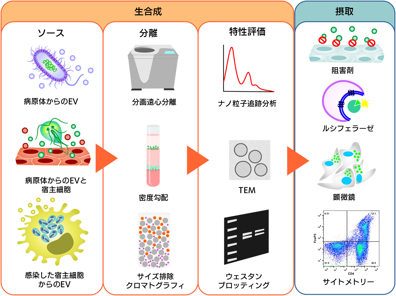EVの分離、特性評価、取り込みアッセイ技術におけるワークフロー