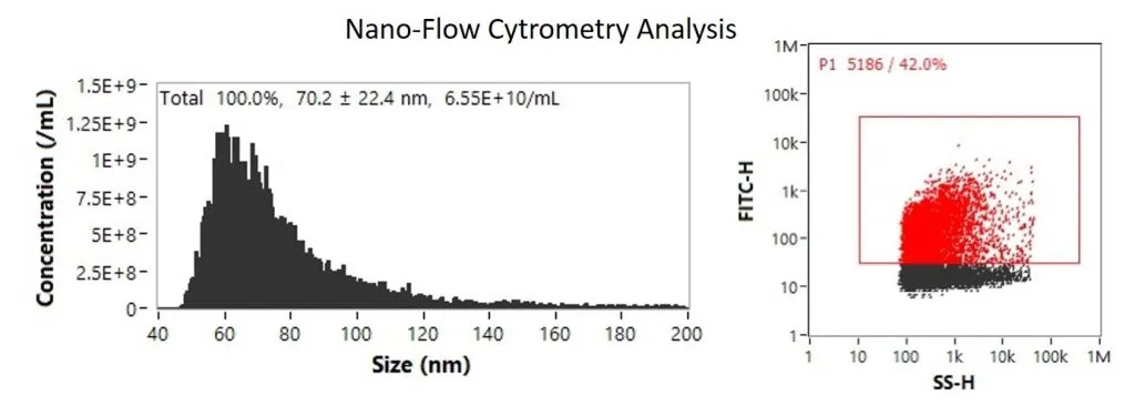 VRef-63GFP　リファレンスEV CD63-GFP