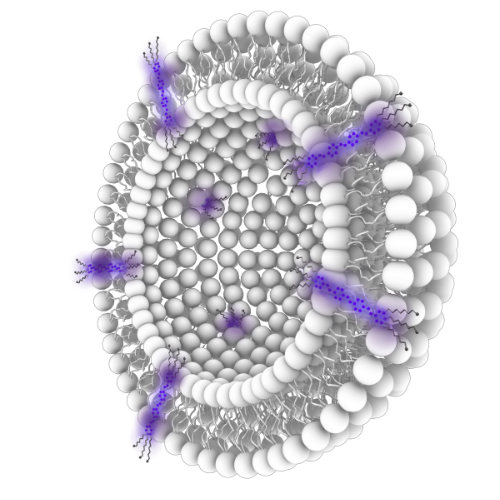 リファレンス リポソーム AcoRLのイメージ図