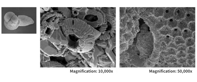 Fossils