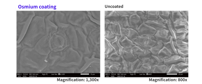 Stomata of azalea leaves　
